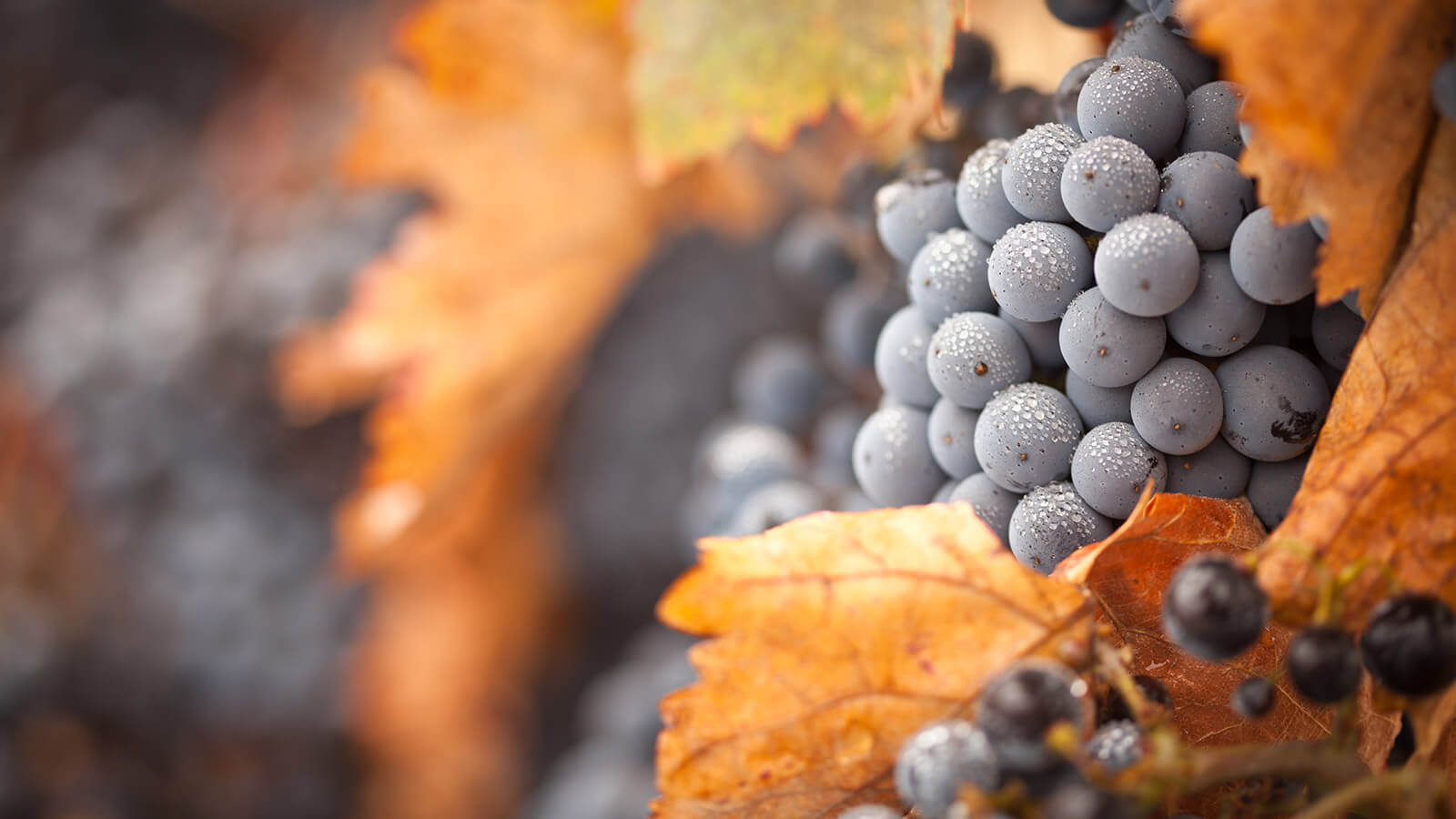 Phenoli nonflavinoizi, Curcuminul și Resveratrolul